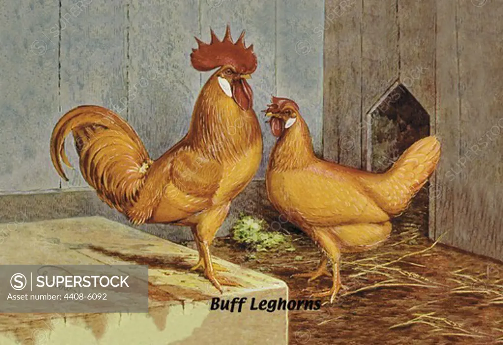 Buff Leghorns, Birds - Chickens