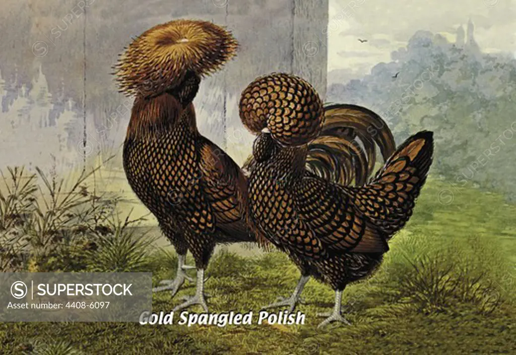 Gold Spangled Polish (Chickens), Birds - Chickens