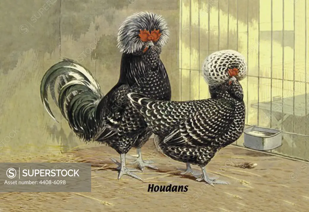 Houdans (Chickens), Birds - Chickens