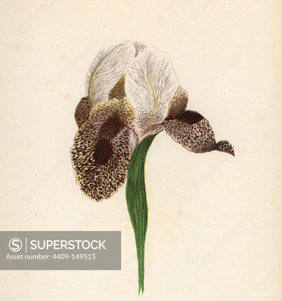 Persian iris, Iris susiana, original form extinct in the wild, possibly extant as Iris sofarana. Chromolithograph of a botanical illustration by Hannah Zeller from her own Wild Flowers of the Holy Land," James Nisbet, London, 1876. Hannah Zeller (1838-1922) was a Swiss missionary who botanized near Nazareth for many years.