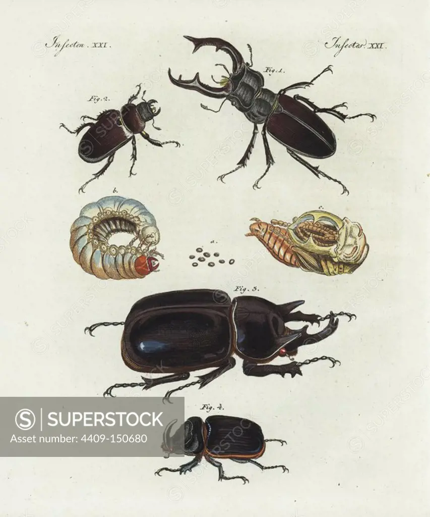 Stag beetle, Lucanus cervus, male 1, female 2, eggs deposited in