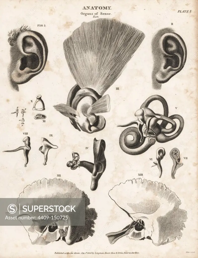 Anatomy of the human ear showing ear flap, anvil, stirrup, cochlea, eustachian tube and internal parts. Copperplate engraving by Milton from Abraham Rees' Cyclopedia or Universal Dictionary of Arts, Sciences and Literature, Longman, Hurst, Rees, Orme and Brown, London, 1820.