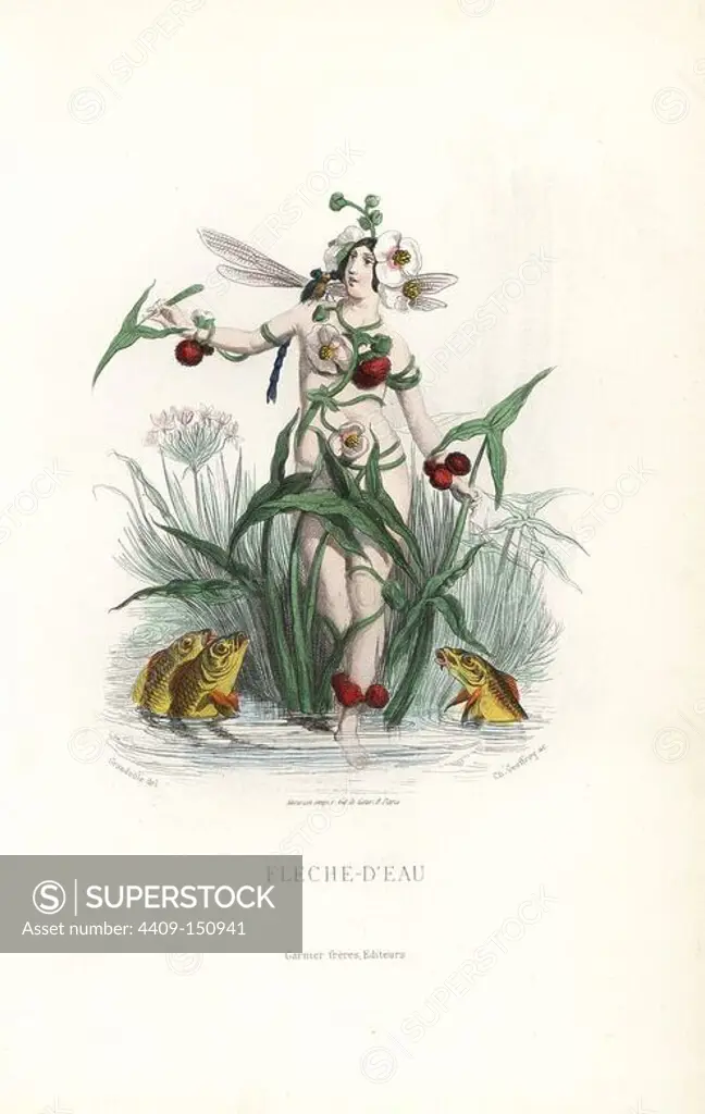 Arrowhead flower fairy, Sagittaria sagittifolia, personified as a naked woman with flowers in her hair, leaves and stalks preserving her modesty, holding an arrow-shaped leaf. A dragonfly sits on her shoulder and several fish swim at her feet. Handcoloured steel engraving by C. Geoffrois after an illustration by Jean Ignace Isidore Grandville from "Les Fleurs Animees," Paris, Gabriel de Gonet, 1847.