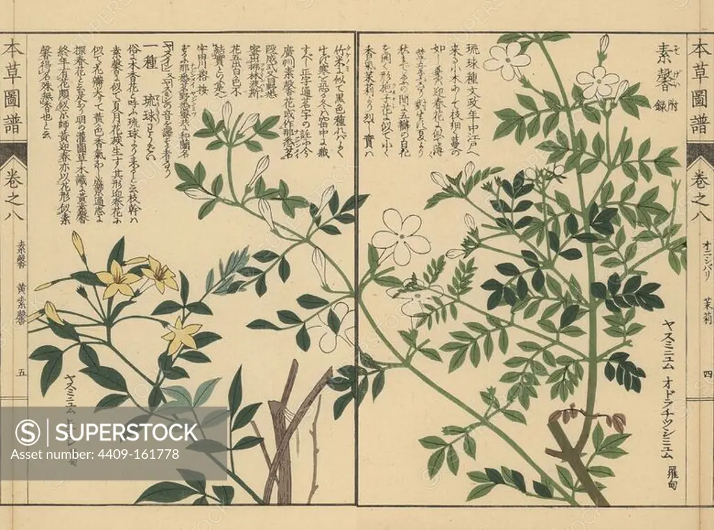 Spanish jasmine, Jasminum grandiflorum, and showy jasmine, Jasminum floridum. Colour-printed woodblock engraving by Kan'en Iwasaki from "Honzo Zufu," an Illustrated Guide to Medicinal Plants, Japan, 1884. Iwasaki (1786-1842) was a Japanese botanist, entomologist and zoologist. He was one of the first Japanese botanists to incorporate western knowledge into his studies.