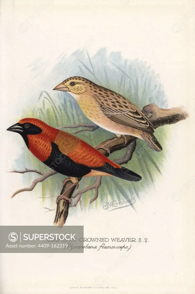 Northern red bishop, Euplectes franciscanus. (Crimson-crowned weaver, Pyromelana flammiceps) Chromolithograph by Brumby and Clarke after a painting by Frederick William Frohawk from Arthur Gardiner Butler's "Foreign Finches in Captivity," London, 1899.