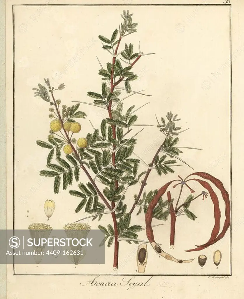 Red acacia or shittah tree, Acacia seyal. Handcoloured copperplate engraving by F. Guimpel from Dr. Friedrich Gottlob Hayne's Medical Botany, Berlin, 1822. Hayne (1763-1832) was a German botanist, apothecary and professor of pharmaceutical botany at Berlin University.