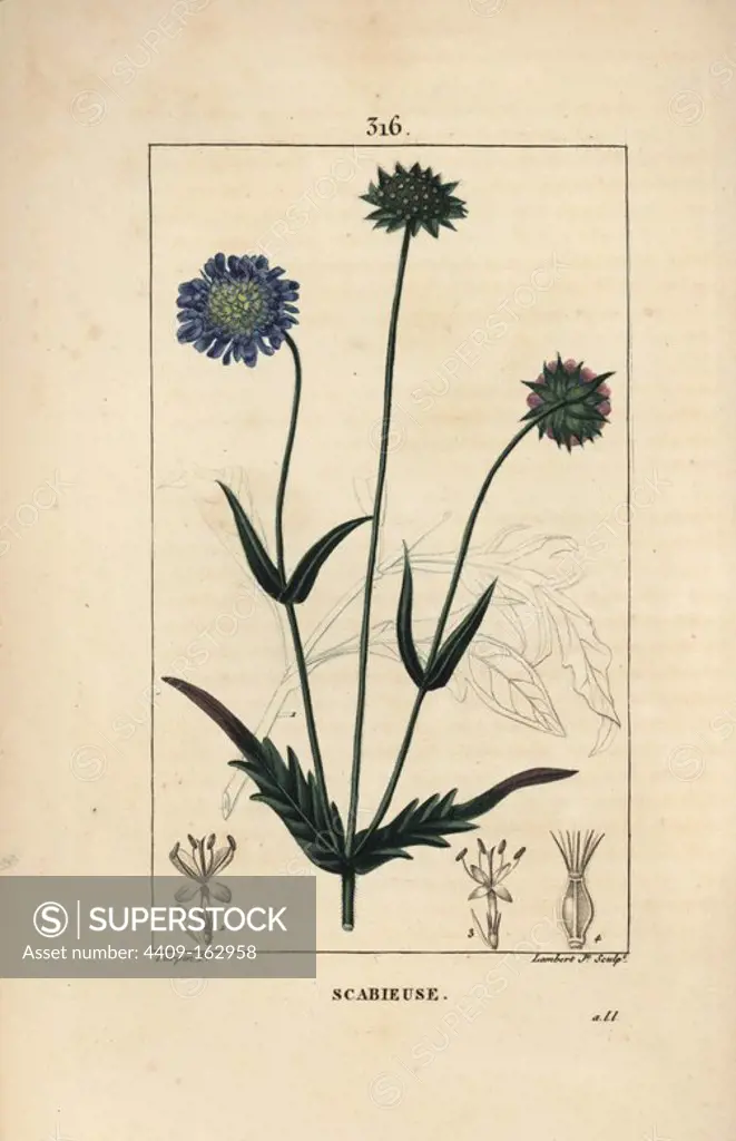 Field scabious, Knautia arvensis, with flower, leaf, stalk, seed and leaf outline. Handcoloured stipple copperplate engraving by Lambert Junior from a drawing by Pierre Jean-Francois Turpin from Chaumeton, Poiret and Chamberet's "La Flore Medicale," Paris, Panckoucke, 1830. Turpin (1775~1840) was one of the three giants of French botanical art of the era alongside Pierre Joseph Redoute and Pancrace Bessa.