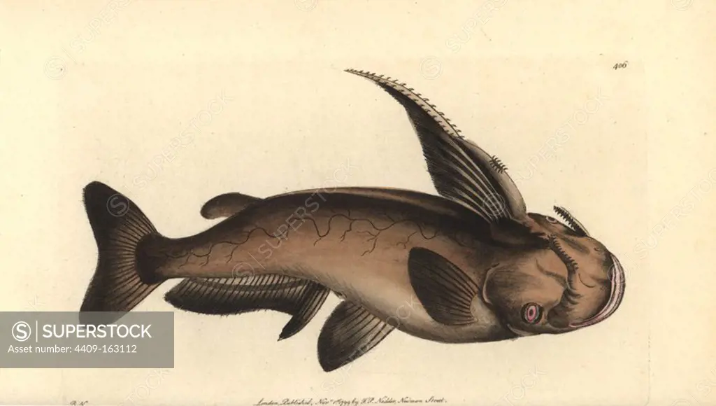 Soldier catfish, Osteogeneiosus militaris. (Military silurus, Silurus militaris) Illustration drawn and engraved by Richard Polydore Nodder. Handcoloured copperplate engraving from George Shaw and Frederick Nodder's "The Naturalist's Miscellany," London, 1799.