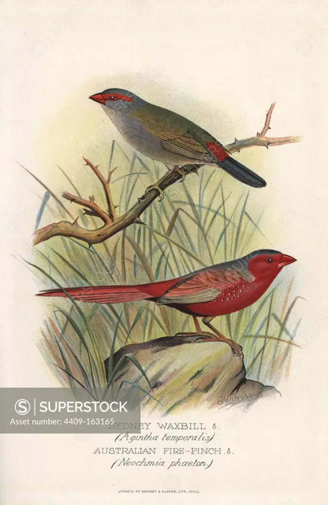 Red-browed finch or Sydney waxbill, Neochmia temporalis, and crimson or Australian fire finch, Neochmia phaeton. Chromolithograph by Brumby and Clarke after a painting by Frederick William Frohawk from Arthur Gardiner Butler's "Foreign Finches in Captivity," London, 1899.