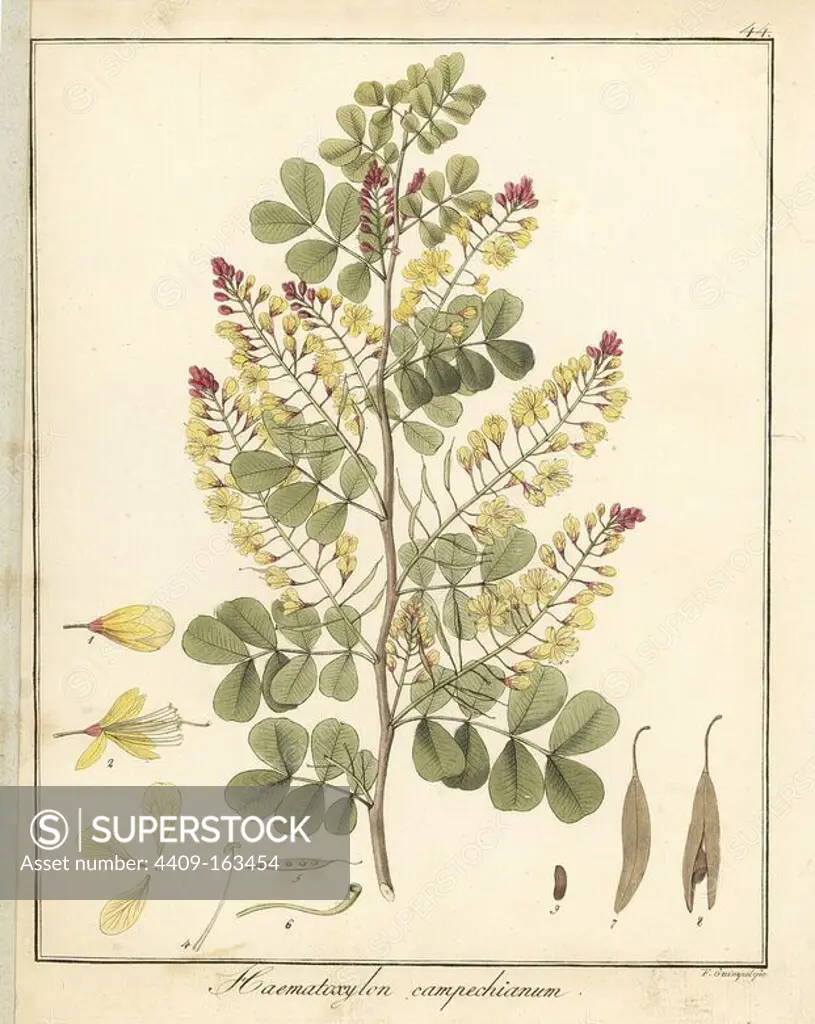 Logwood or campeche tree, Haematoxylum campechianum. Handcoloured copperplate engraving by F. Guimpel from Dr. Friedrich Gottlob Hayne's Medical Botany, Berlin, 1822. Hayne (1763-1832) was a German botanist, apothecary and professor of pharmaceutical botany at Berlin University.