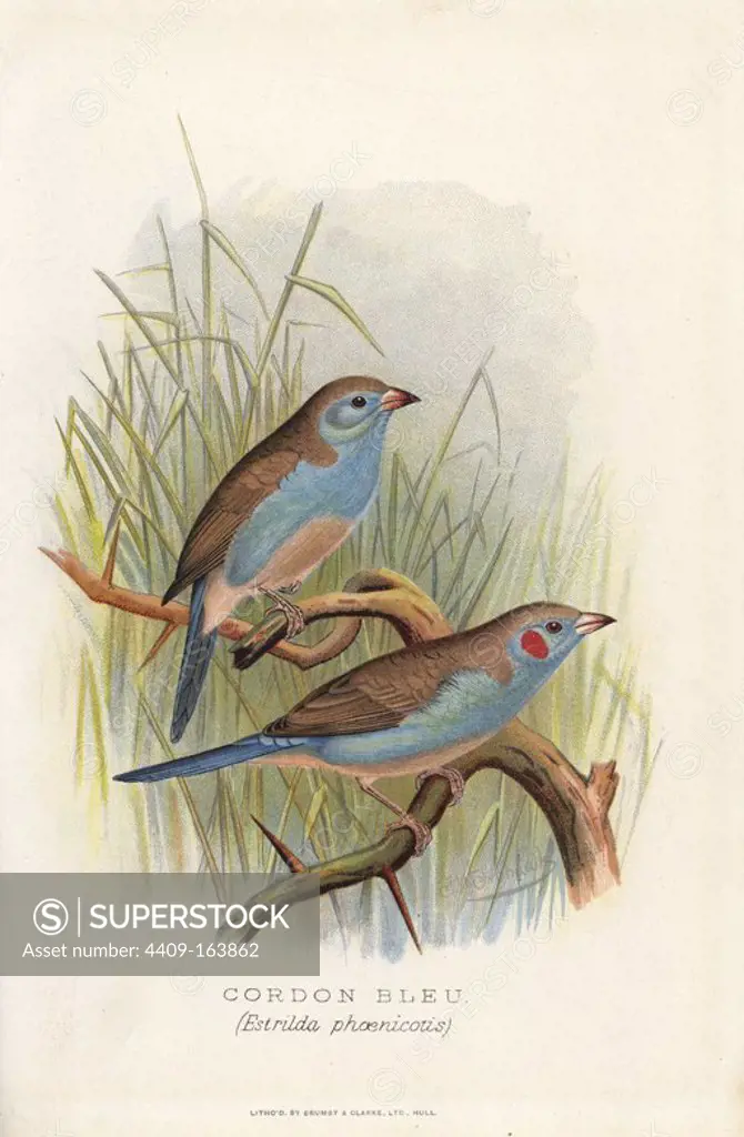 Red-cheeked cordon-bleu, Uraeginthus bengalus. (Cordon bleu, Estrilda phoenicotis). Chromolithograph by Brumby and Clarke after a painting by Frederick William Frohawk from Arthur Gardiner Butler's "Foreign Finches in Captivity," London, 1899.