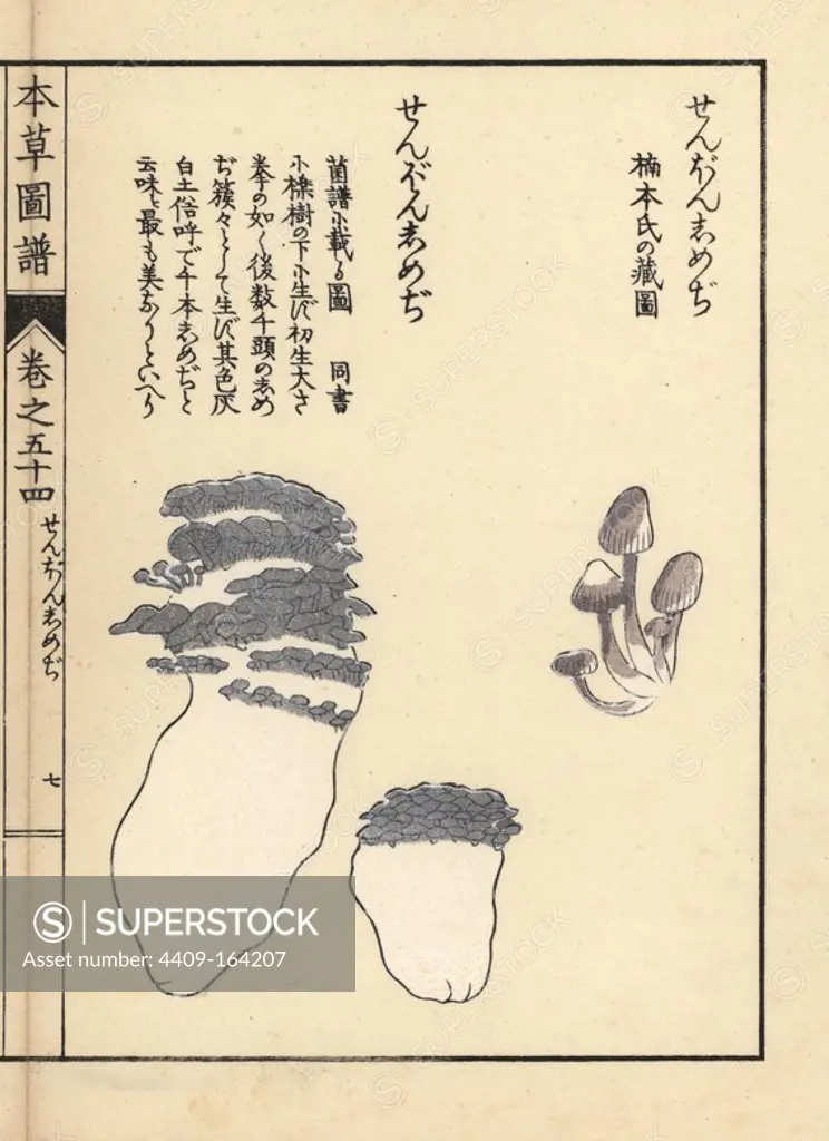 Zenbon shimeji mushrooms. Handcoloured woodblock print from Iwasaki Kan'en's "Honzo Zufu" (Illustrated Guide to Plants), Japan, 1916.