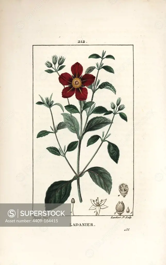 Gum cistus, Cistus creticus. Handcoloured stipple copperplate engraving by Lambert Junior from a drawing by Pierre Jean-Francois Turpin from Chaumeton, Poiret and Chamberet's "La Flore Medicale," Paris, Panckoucke, 1830. Turpin (1775~1840) was one of the three giants of French botanical art of the era alongside Pierre Joseph Redoute and Pancrace Bessa.