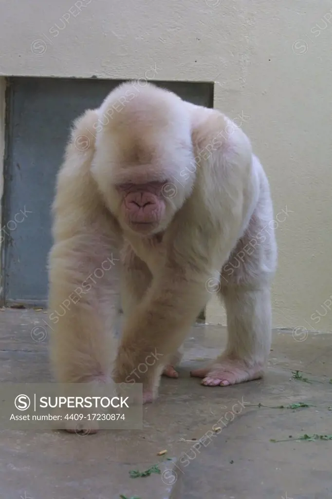 Copito de nieve, gorila albino. Zoológico de Barcelona.