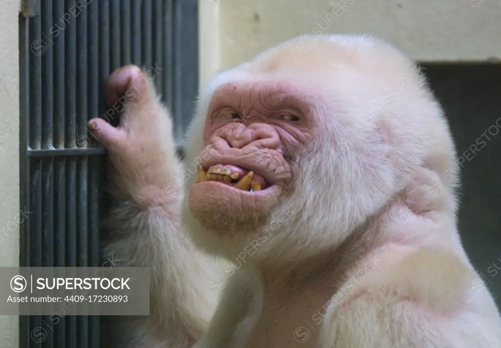 Copito de nieve, gorila albino. Zoológico de Barcelona.