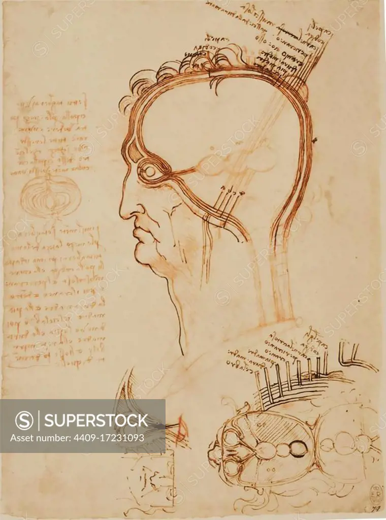 eonardo da Vinci, Sagittal and Horizontal Sections of the Human Head with Layers of the Head compared with an Onion. K/P 32r (ca. 1490). On this page Leonardo outlined in a sagittal and transverse plane the 'cell doctrine' concept. The brain cavity is depicted as an empty space with three balloon-like expansions connected to the eye by dura-like coverings connecting with the posterior component of the eye. Using the onion analogy Leonardo comments on the layers of the scalp, eye and brain coverings. The eye is shown in sagittal section with the traditional spherical lens and the frontal sinus for the first time.