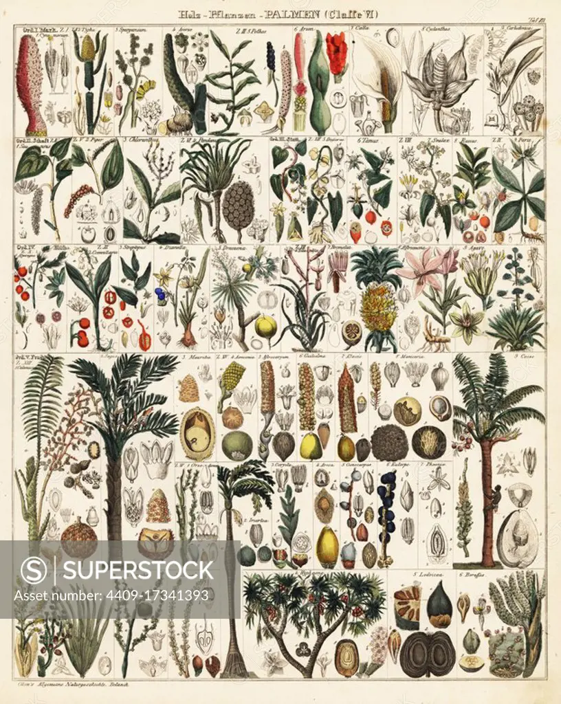 Palm tree and tropical species including sago, coconut, breadfruit, pepper, pineapple, agave, sea coconut, areca, manicaria, etc. Lithograph from Lorenz Oken's Universal Natural History, Allgemeine Naturgeschichte fur alle Stande, Stuttgart, 1841.