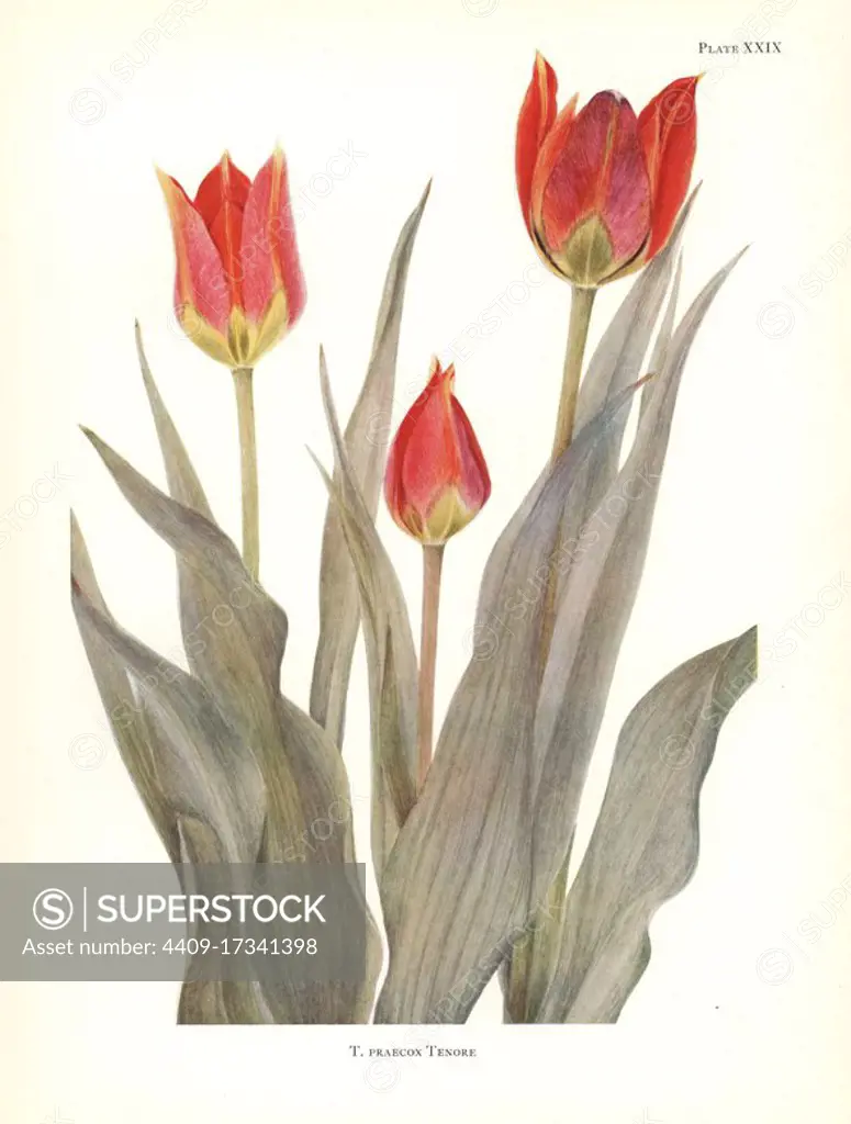 Eyed tulip, Tulipa agenensis (Tulipa praecox). Silkscreen botanical illustration by Elsie Katherine Dykes from William R. Dykes' Notes on Tulip Species, Herbert Jenkins Ltd., London, 1930.