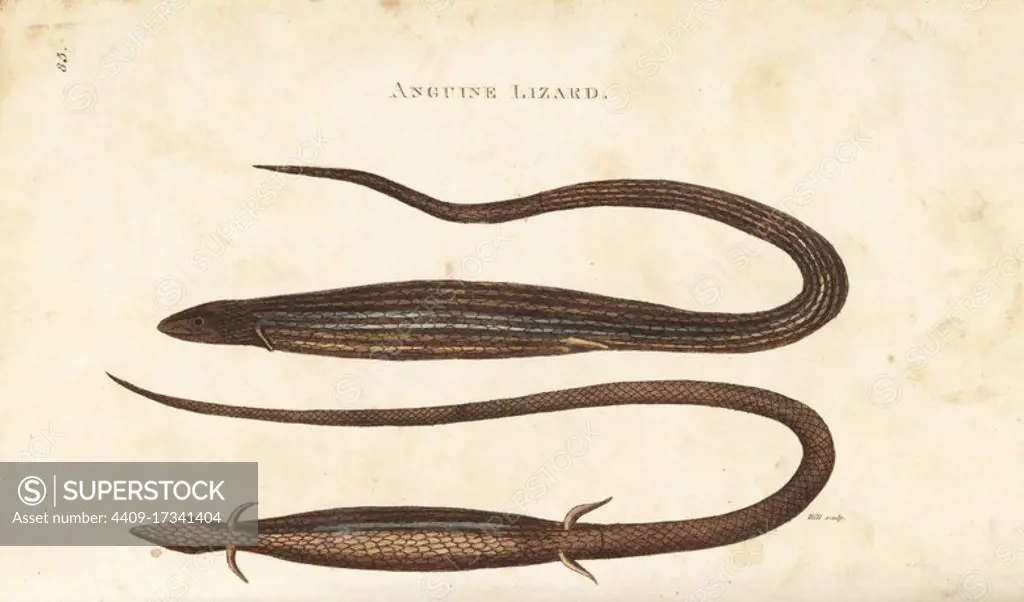 Cape snake lizard, Chamaesaura anguina (anguine lizard, Lacerta anguina). Handcoloured copperplate engraving by Heath after an illustration by George Shaw from his General Zoology, Amphibia, London, 1801.