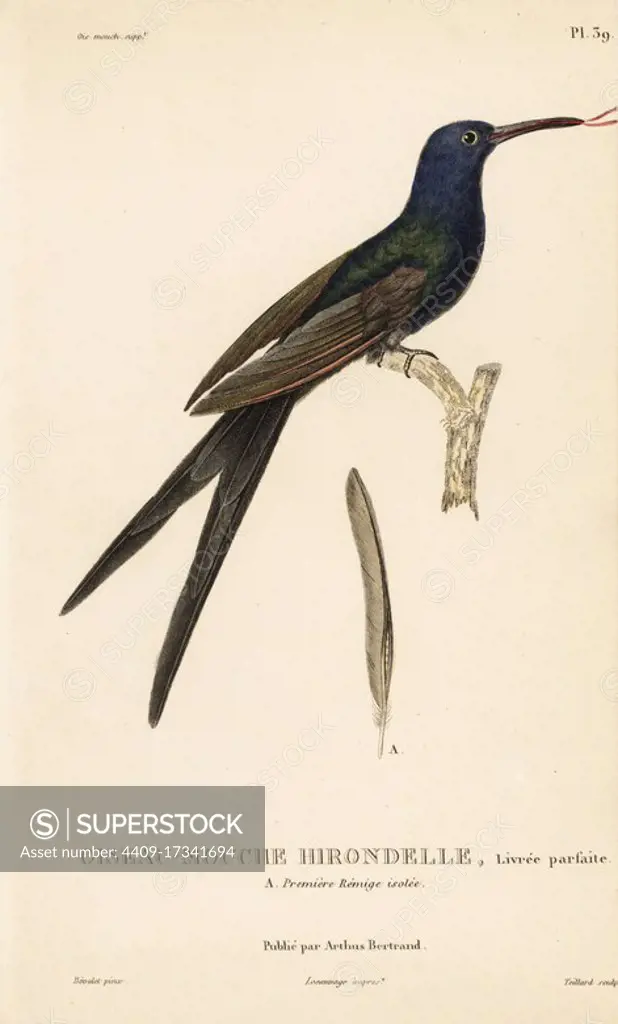 Swallow-tailed hummingbird, Eupetomena macroura (Ornismya hirundinacea). Mature adult. Handcolored steel engraving by Coutant after an illustration by Jean-Gabriel Pretre from Rene Primevere Lesson's Natural History of the Colibri Genus of Hummingbirds, Histoire Naturelle des Colibris, Arthus Betrand, Paris, 1830.