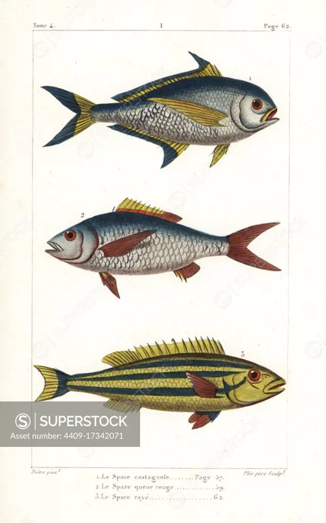 Atlantic pomfret, Brama brama, deep-bodied mojarra, Gerres erythrourus, and three-striped whiptail, Pentapodus trivittatus. Handcoloured copperplate engraving by Plee Sr. after an illustration by Jean-Gabriel Pretre from Bernard Germain de Lacepede's Natural History of Oviparous Quadrupeds, Snakes, Fish and Cetaceans, Eymery, Paris, 1825.