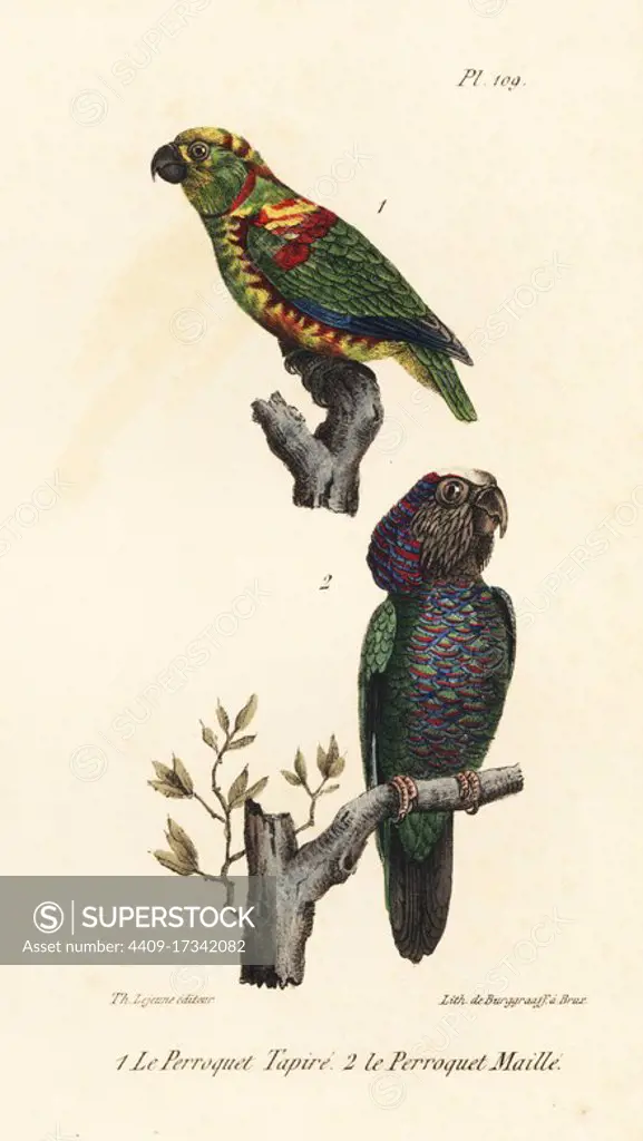 Perroquet tapire (artificially dyed amazon), and red-fan parrot, Deroptyus accipitrinus. The native Americans color the plumage of young parrots with natural dyes. Handcoloured lithograph from Th. Lejeune's Complete Works of Buffon, Oeuvres Completes de Buffon, Brussels, 1837.