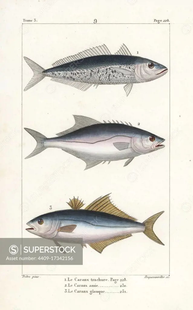 Horse mackerel, Trachurus trachurus, leerfish, Lichia amia, and pompano, Trachinotus ovatus. Handcoloured copperplate engraving by Dequevauviller after an illustration by Jean-Gabriel Pretre from Bernard Germain de Lacepede's Natural History of Oviparous Quadrupeds, Snakes, Fish and Cetaceans, Eymery, Paris, 1825.