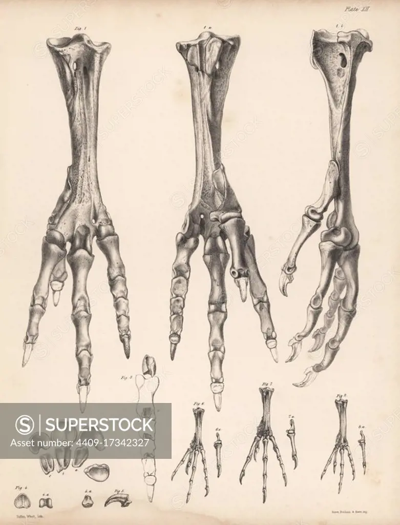 Metatarsus and toes of the dodo, Raphus cucullatus 1-5, foot of the yellow-footed green pigeon,Treron chlorigaster 6, stock dove, Columba oenas 7 and partridge pigeon, Geophaps smithii 8. Lithograph by Tuffen West rom Hugh Edwin Strickland and Alexander Gordon Melville's The Dodo and its Kindred, London, Reeve, Benham and Reeve, 1848.