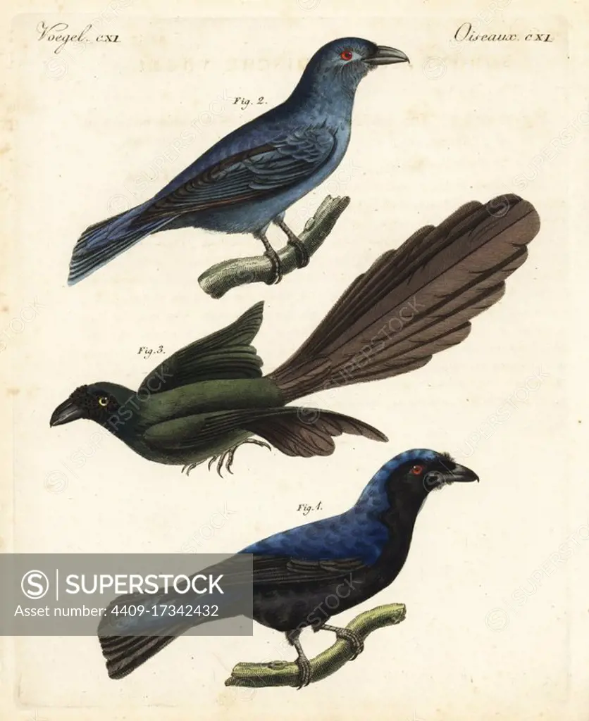 Asian fairy-bluebird, Irena puella, male 1, female 2, and racket-tailed treepie, Crypsirina temia 3. Copied from Horsfeld's Zoological Researches in Java. Handcoloured copperplate engraving from Friedrich Johann Bertuch's Bilderbuch fur Kinder (Picture Book for Children), Weimar, 1823.