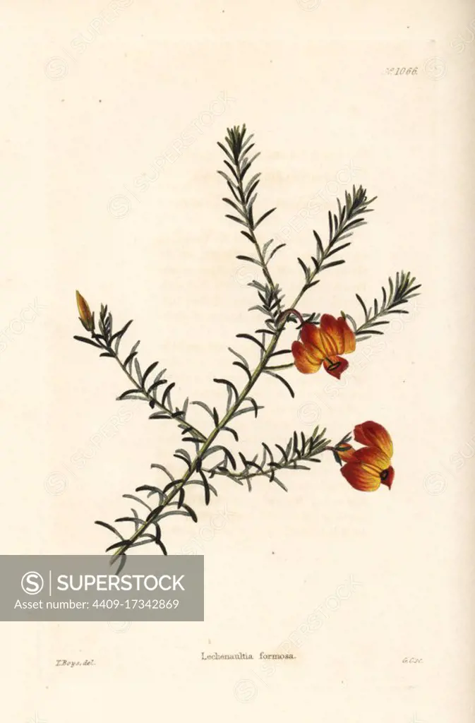 Red leschenaultia, Lechenaultia formosa (Lachenaultia formosa). Handcoloured copperplate engraving by George Cooke after Thomas Shotter Boys from Conrad Loddiges' Botanical Cabinet, Hackney, 1825.