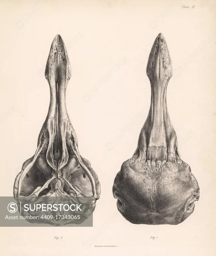 Upper and lower views of the skull of a dodo. Lithograph from Hugh Edwin Strickland and Alexander Gordon Melville's The Dodo and its Kindred, London, Reeve, Benham and Reeve, 1848.