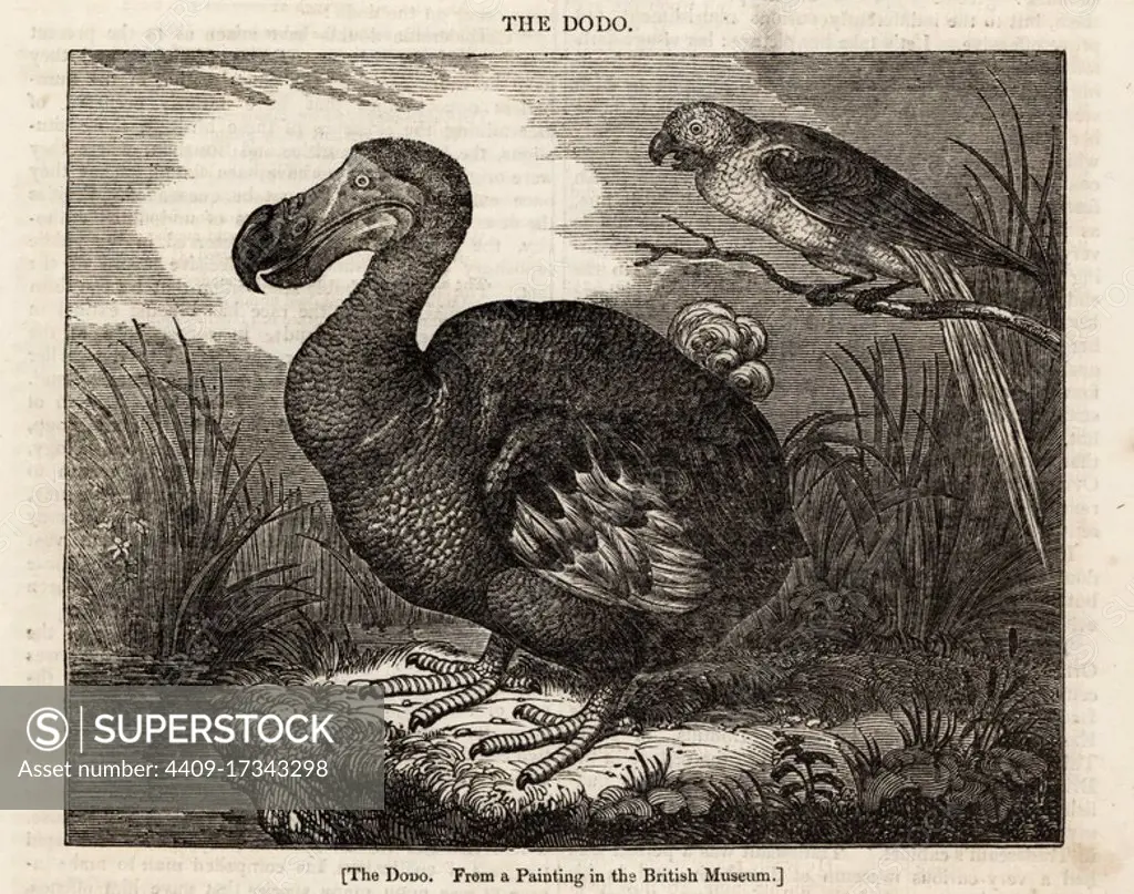 Dodo, Raphus cucullatus, and Martinique macaw, Ara martinicus, from a painting in the British Museum. Woodcut based on the painting by Roelant Savery in The Penny Magazine, London, June 1, 1833.