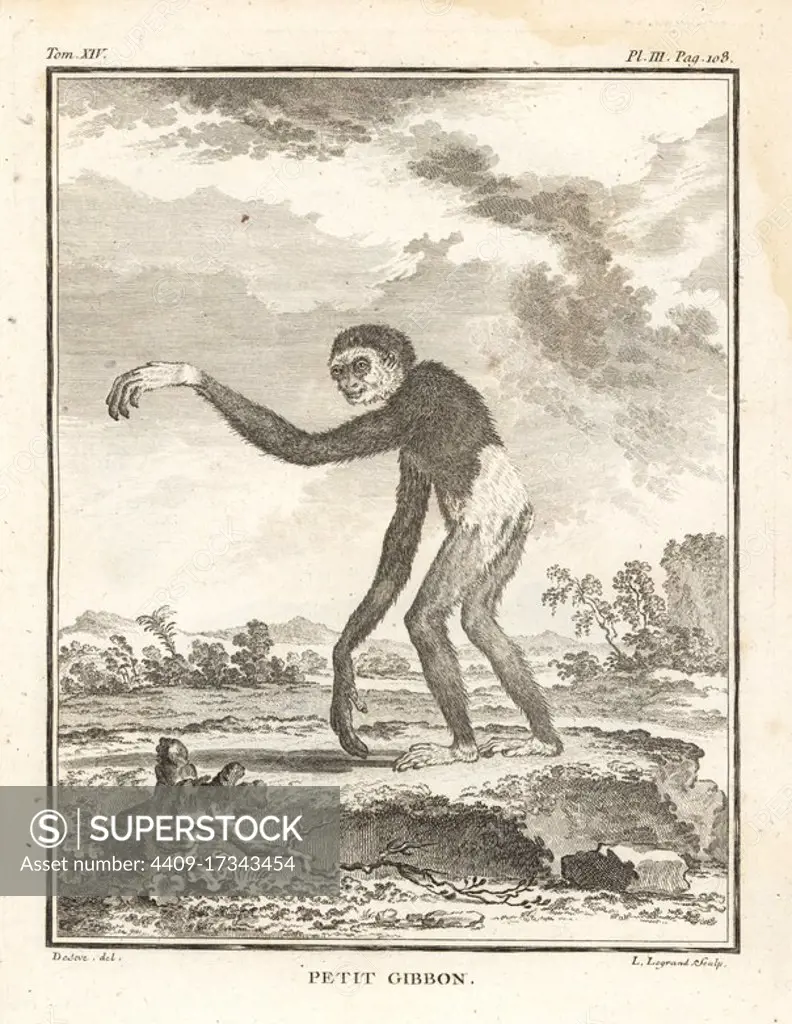 Lar gibbon or white-handed gibbon, Hylobates lar. Endangered. Petit gibbon. Copperplate engraving by L. Legrand after an illustration by Jacques de Seve from Georges-Louis Leclerc, Comte de Buffon's Histoire Naturelle, Imprimerie Royale, Paris, 1766.