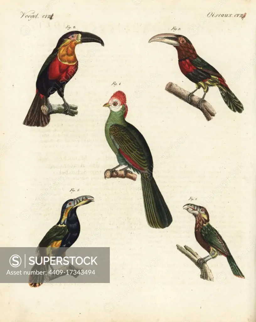 Red-crested turaco, Tauraco erythrolophus 1, green-billed toucan, Ramphastos dicolorus 2, ivory-billed aracari, Pteroglossus azara 3 and spot-billed toucanet, Selenidera maculirostris, male 4 and female 5. Handcoloured copperplate engraving from Friedrich Johann Bertuch's Bilderbuch fur Kinder (Picture Book for Children), Weimar, 1823.