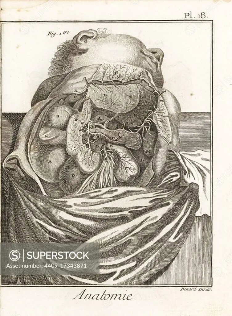 Anatomical illustration showing the internal organs and blood vessels within the human torso. Copperplate engraving by Robert Benard from Denis Diderot's Encyclopedia, Pellet, Geneva, 1779.