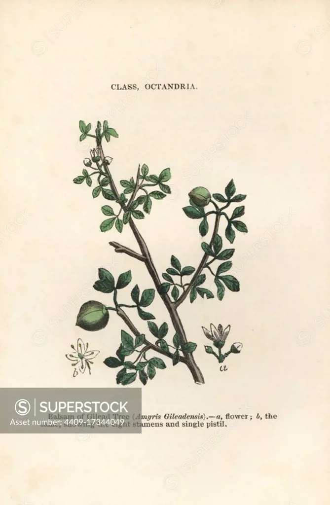 Balm of Gilead, Commiphora gileadensis (Amyris gileadensis). Handcoloured woodblock engravings from James Main's Popular Botany, Orr and Smith, London, 1835. James Main (1775-1846) was a Scottish gardener, botanist and writer.