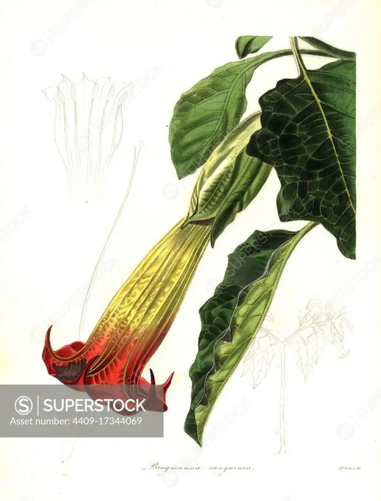 Blood-coloured brugmansia, Brugmansia sanguinea. Handcoloured copperplate engraving after a botanical illustration by Mrs Augusta Withers from Benjamin Maund and the Rev. John Stevens Henslow's The Botanist, London, 1836.