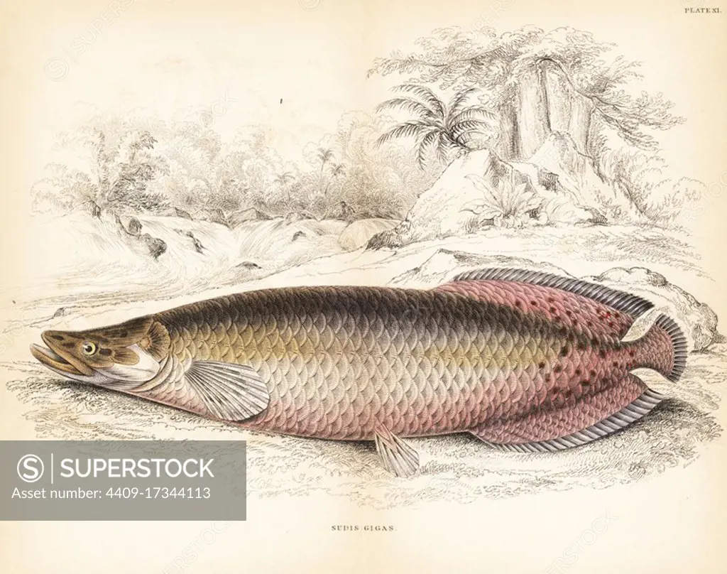 Arapaima, Arapaima gigas (Gigantic sudis, Sudis gigas). Handcoloured steel engraving by W.H. Lizars after an illustration by James Stewart from Robert Schomburgk's Fishes of Guiana, part of Sir William Jardine's Naturalist's Library: Ichthyology, Edinburgh, 1841.