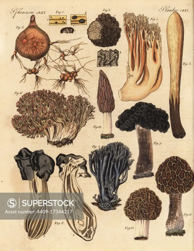 Sclerotium semen 1, Thanotophytum crocorum 2, truffle, Tuber cibarium 3, coral mushroom, Clavulina coralloides 4, Clavulina amethystina 5, Ramaria botrytis 6, Clavariadelphus pistillaris 7, elfin saddle, Helvella mitra 8, Helvella esculenta 9, morel, Morchella esculenta 10, Morchella patula 11, and black morel, Morchella conica 12. Handcoloured copperplate engraving from Friedrich Johann Bertuch's Bilderbuch fur Kinder (Picture Book for Children), Weimar, 1823.