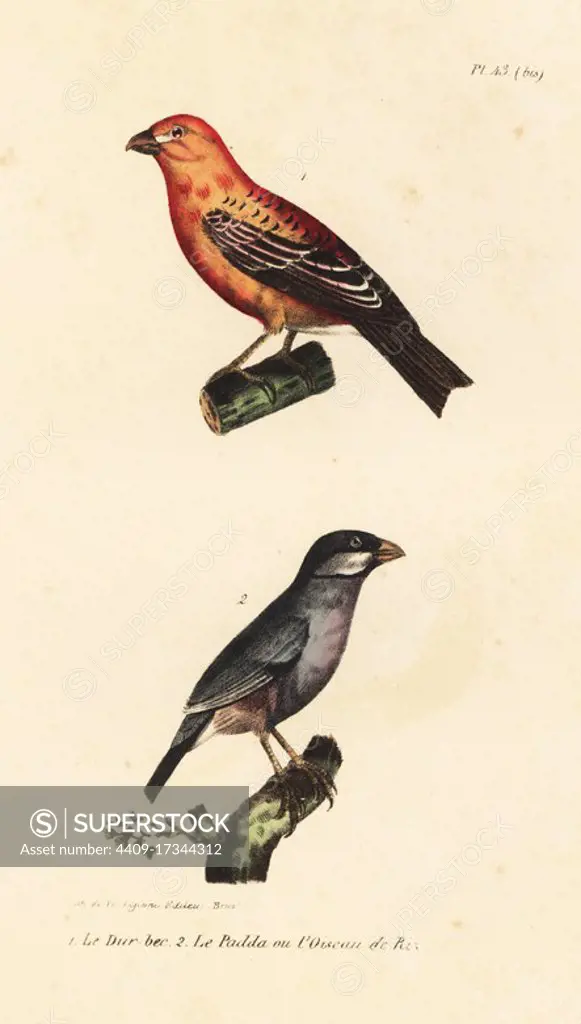 Pine grosbeak, Pinicola enucleator, and Java rice bird, Lonchura oryzivora (vulnerable). Handcoloured lithograph from Th. Lejeune's Complete Works of Buffon, Oeuvres Completes de Buffon, Brussels, 1837.