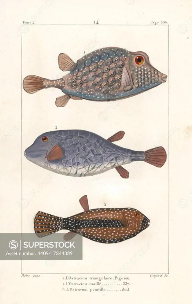 Triangular boxfish, Tetrosomus concatenatus 1,2, and spotted boxfish, Ostracion meleagris 3. Handcoloured copperplate engraving by Jean Baptiste Guyard after an illustration by Jean-Gabriel Pretre from Bernard Germain de Lacepede's Natural History of Oviparous Quadrupeds, Snakes, Fish and Cetaceans, Eymery, Paris, 1825.