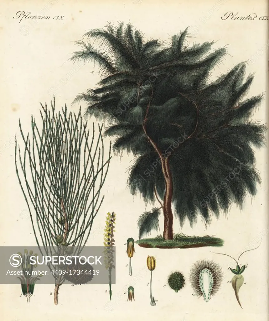 Drooping she-oak or drooping sheoak, Allocasuarina verticillata (Casuarina quadrivalvis). Handcoloured copperplate engraving from Friedrich Johann Bertuch's Bilderbuch fur Kinder (Picture Book for Children), Weimar, 1823.