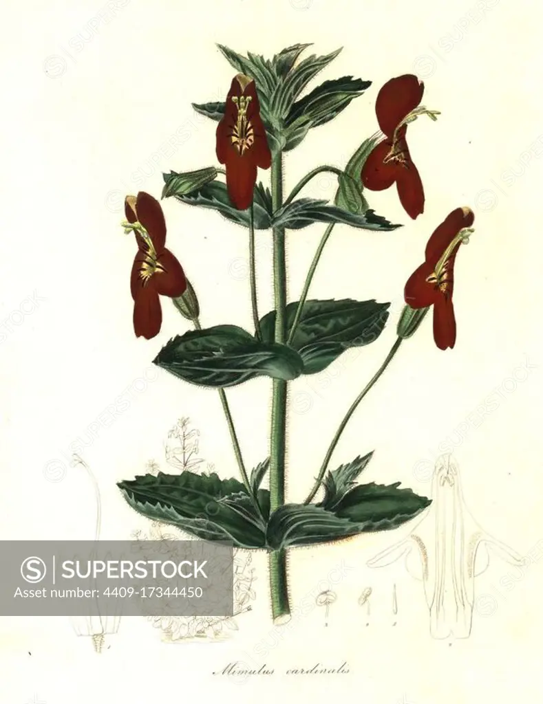 Mimulus roseus x Mimulus cardinalis. Hodson's hybrid mimulus, Mimulus roseo-cardinalis. Handcoloured copperplate engraving after a botanical illustration from Benjamin Maund and the Rev. John Stevens Henslow's The Botanist, London, 1836.