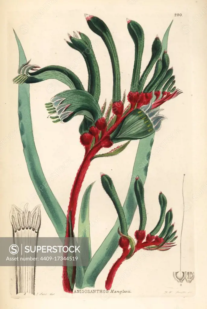 Red-and-green kangaroo paw, Mr. Mangles kangaroo paw, Anigozanthos manglesii (Anigosanthos manglesii). Handcoloured copperplate engraving by Frederick W. Smith after J. Hart from John Lindley and Robert Sweet's Ornamental Flower Garden and Shrubbery, G. Willis, London, 1854.