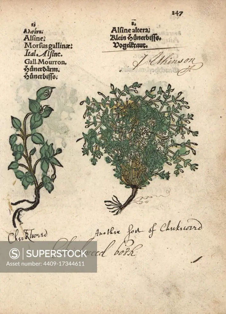 Chickweed varieties, Stellaria media. Handcoloured woodblock engraving of a botanical illustration from Adam Lonicer's Krauterbuch, or Herbal, Frankfurt, 1557. This from a 17th century pirate edition or atlas of illustrations only, with captions in Latin, Greek, French, Italian, German, and in English manuscript.