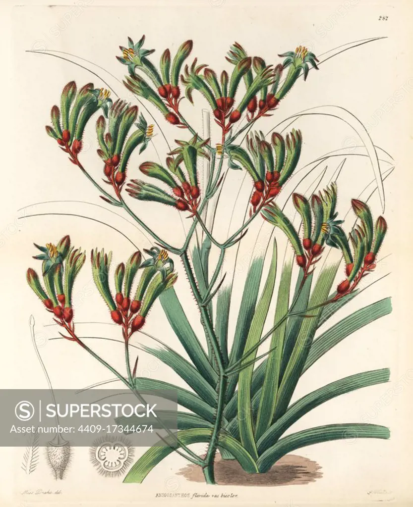 Tall kangaroo paw, Anigozanthos flavidus (Two-coloured anigozanthus, Anigosanthos flavida var. bicolor). Handcoloured copperplate engraving by G. Barclay after Miss Sarah Drake from John Lindley and Robert Sweet's Ornamental Flower Garden and Shrubbery, G. Willis, London, 1854.