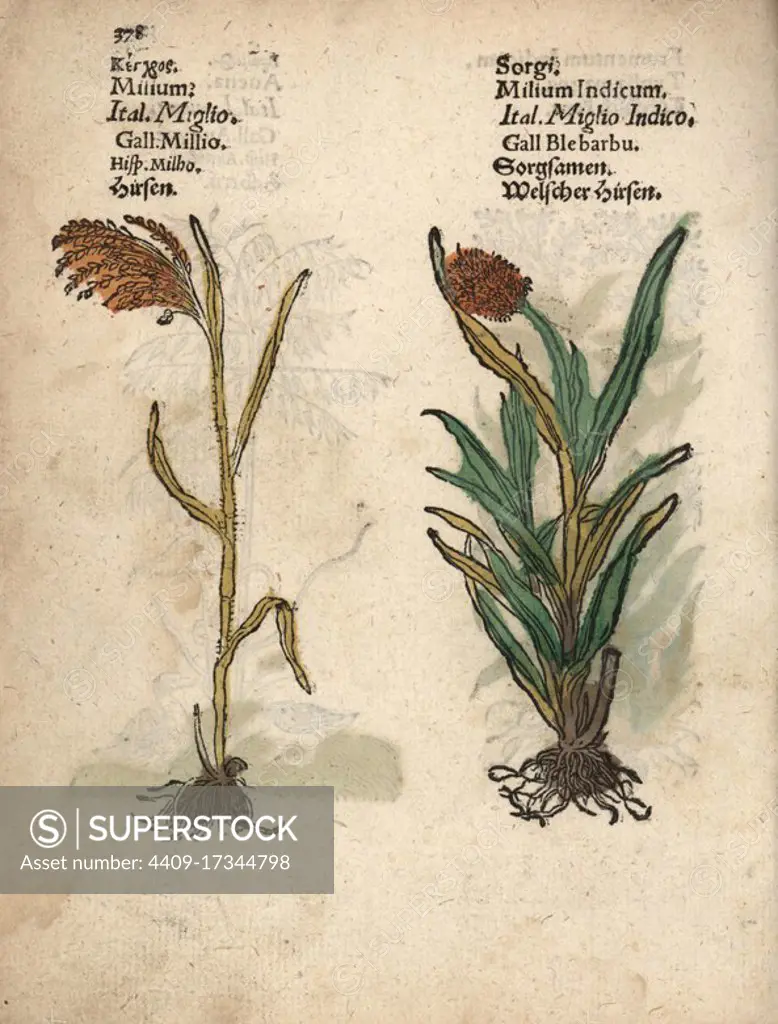 Millet, Panicum miliaceum, and great millet, Sorghum bicolor. Handcoloured woodblock engraving of a botanical illustration from Adam Lonicer's Krauterbuch, or Herbal, Frankfurt, 1557. This from a 17th century pirate edition or atlas of illustrations only, with captions in Latin, Greek, French, Italian, German, and in English manuscript.