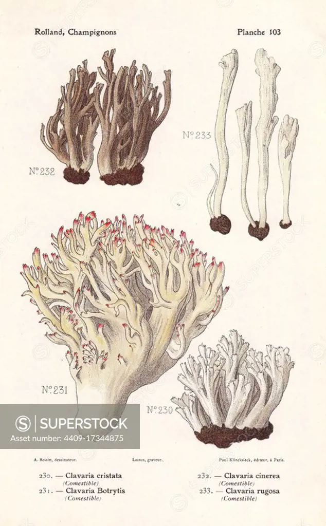 White coral fungus, Clavulina cristata (Clavaria cristata), Clavulina cinerea (Clavaria cinerea), pink-tipped coral mushroom, Ramaria botrytis (Clavaria botrytis), and wrinkled coral fungus, Clavulina rugosa (Clavaria rugosa). Chromolithograph by Lassus after an illustration by A. Bessin from Leon Rolland's Guide to Mushrooms from France, Switzerland and Belgium, Atlas des Champignons, Paul Klincksieck, Paris, 1910.