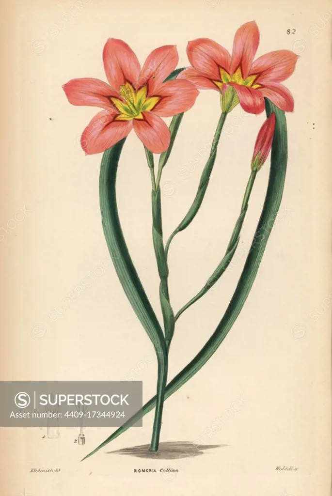 Moraea collina (Copper-coloured homeria, Homeria collina). Handcoloured copperplate engraving by Weddell after Edwin Dalton Smith from John Lindley and Robert Sweet's Ornamental Flower Garden and Shrubbery, G. Willis, London, 1854.
