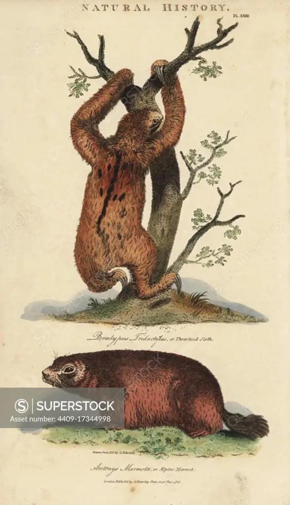 Three-toed sloth, Bradypus tridactylus, and Alpine marmot, Marmota marmota (Arctonys marmota). Handcoloured copperplate engraving after Sydenham Edwards from John Mason Good's Pantologia, a New Encyclopedia, G. Kearsley, London, 1813.